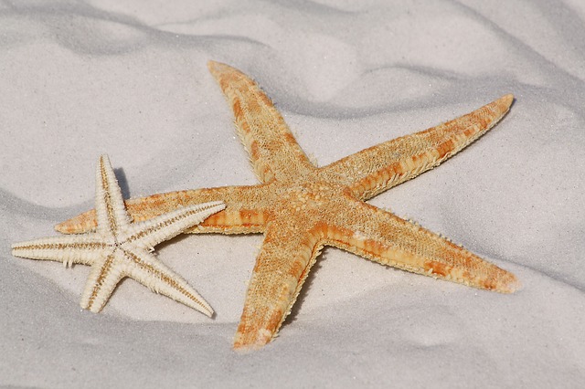 starfish-343791_640