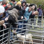 sheep dog presentation