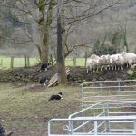 sheep dog presentation